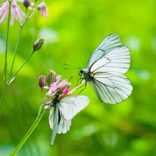 Butterfly Families